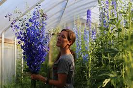 Image result for Delphinium