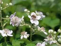 Image result for Rubus sectio