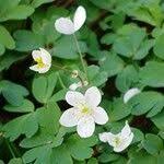 Attēlu rezultāti vaicājumam “Isopyrum thalictroides”