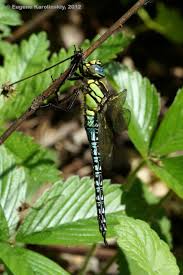 Attēlu rezultāti vaicājumam “Brachytron pratense”