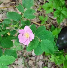 Attēlu rezultāti vaicājumam “Rosa glabrifolia”