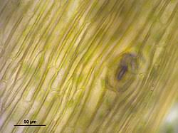 Attēlu rezultāti vaicājumam “Phaeoceros laevis subsp. carolinianus”