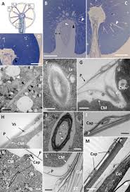 Attēlu rezultāti vaicājumam “Colloderma oculatum plasmodium”
