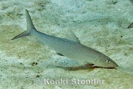 Image result for Albula glossodonta