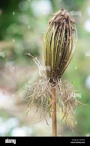 Attēlu rezultāti vaicājumam “Daucus carota subsp. carota fruit”