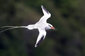 Image result for Phaethon aethereus