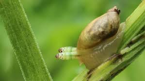 Attēlu rezultāti vaicājumam “Leucochloridium paradoxum larva”