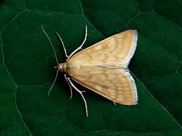 Attēlu rezultāti vaicājumam “Sitochroa verticalis”