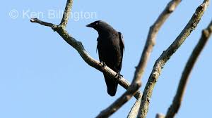 Attēlu rezultāti vaicājumam “Corvus monedula”