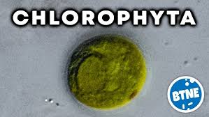 Attēlu rezultāti vaicājumam “Chlorophyta”