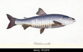Image result for Salvelinus youngeri