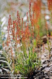 Attēlu rezultāti vaicājumam “Rumex acetosa flower”
