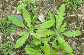 Attēlu rezultāti vaicājumam “Capsella bursa-pastoris leaf”