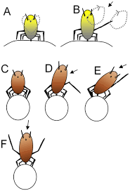Attēlu rezultāti vaicājumam “Uroleucon hypochoeridis”
