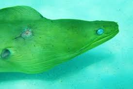 Image result for Gymnothorax funebris