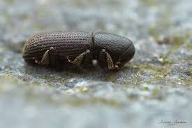 Attēlu rezultāti vaicājumam “Hylastes sp.”