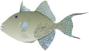 Image result for Balistes capriscus