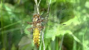 Attēlu rezultāti vaicājumam “Libellula depressa”