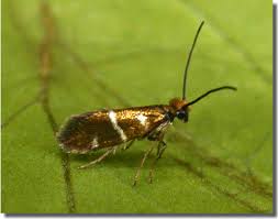 Attēlu rezultāti vaicājumam “Micropterigidae”