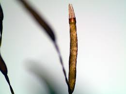 Attēlu rezultāti vaicājumam “Tetraphis pellucida”