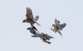 Image result for Woking Phab