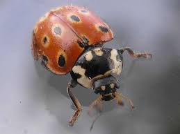 Attēlu rezultāti vaicājumam “Anatis ocellata”