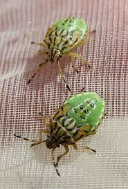 Attēlu rezultāti vaicājumam “Elasmucha grisea imago”