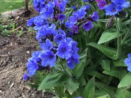 Attēlu rezultāti vaicājumam “Pulmonaria angustifolia leaf”