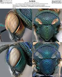 Attēlu rezultāti vaicājumam “Aphodius sp. imago”