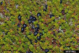 Attēlu rezultāti vaicājumam “Empetrum nigrum”