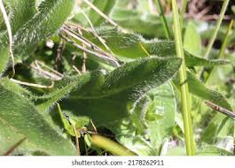 Attēlu rezultāti vaicājumam “Hypochaeris maculata leaf”