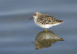 Attēlu rezultāti vaicājumam “Philomachus pugnax”