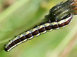 Attēlu rezultāti vaicājumam “Cucullia lucifuga larva”