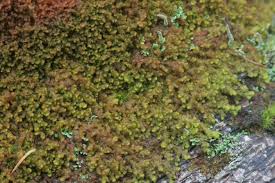 Attēlu rezultāti vaicājumam “Ptilidium pulcherrimum”