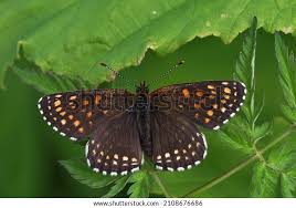 Attēlu rezultāti vaicājumam “Melitaea diamina”