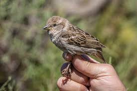 Image result for Passer hispaniolensis