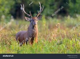 Attēlu rezultāti vaicājumam “Cervus elaphus”