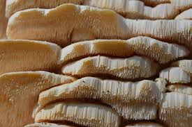 Attēlu rezultāti vaicājumam “Hypnum pallescens sporophyte”