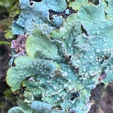 Attēlu rezultāti vaicājumam “Punctelia subrudecta”