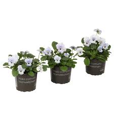 Image result for Hornveilchen