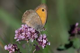 Attēlu rezultāti vaicājumam “Hyponephele lycaon”