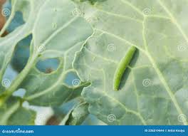 Attēlu rezultāti vaicājumam “Pieris rapae larva”