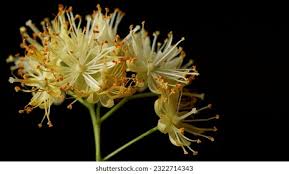 Attēlu rezultāti vaicājumam “Tilia tomentosa flower”