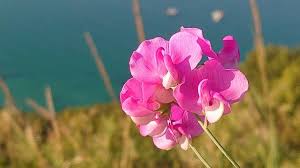 Attēlu rezultāti vaicājumam “Lathyrus tuberosus flower”
