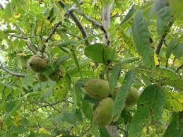 Attēlu rezultāti vaicājumam “Juglans cinerea fruit”