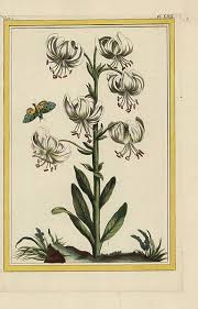 Image result for Lilium martagon Alba