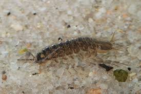 Attēlu rezultāti vaicājumam “Asellus aquaticus”