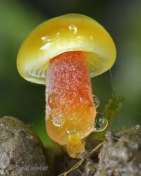 Attēlu rezultāti vaicājumam “Arcyria minuta stalked”