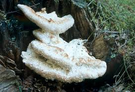 Attēlu rezultāti vaicājumam “Postia guttulata”