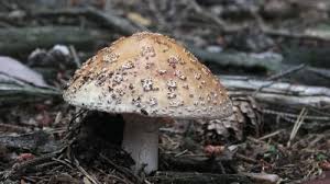 Attēlu rezultāti vaicājumam “Amanita rubescens”